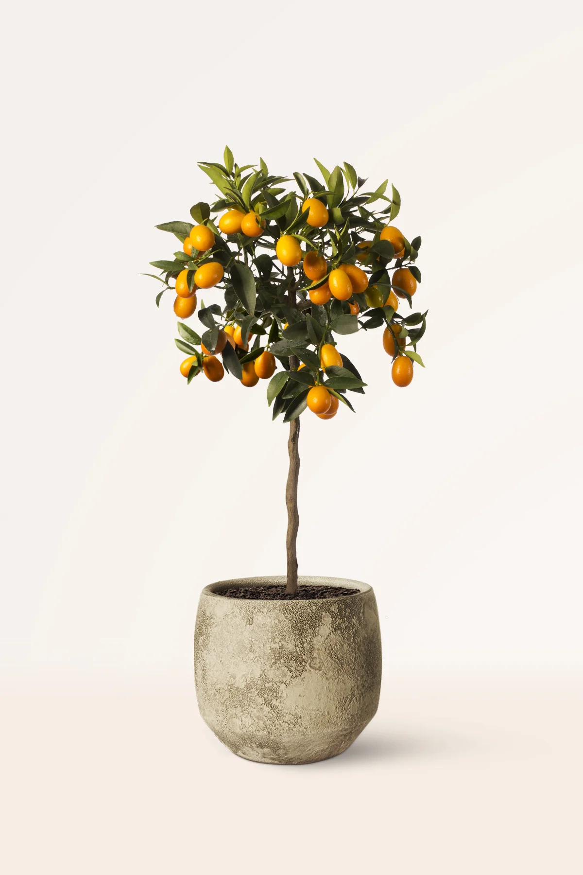 Image of Kumquat