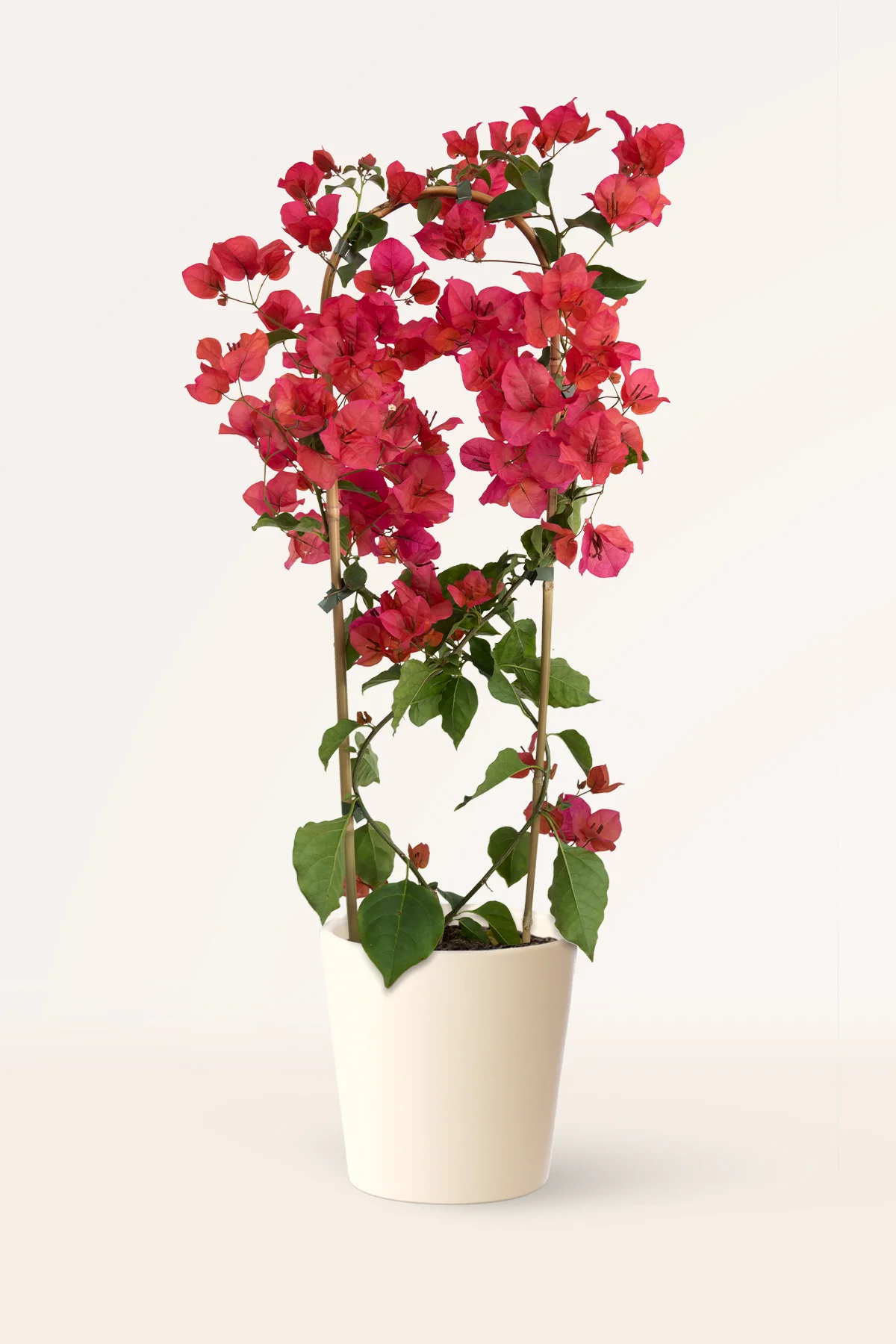 Image of Buganvilla Rosa
