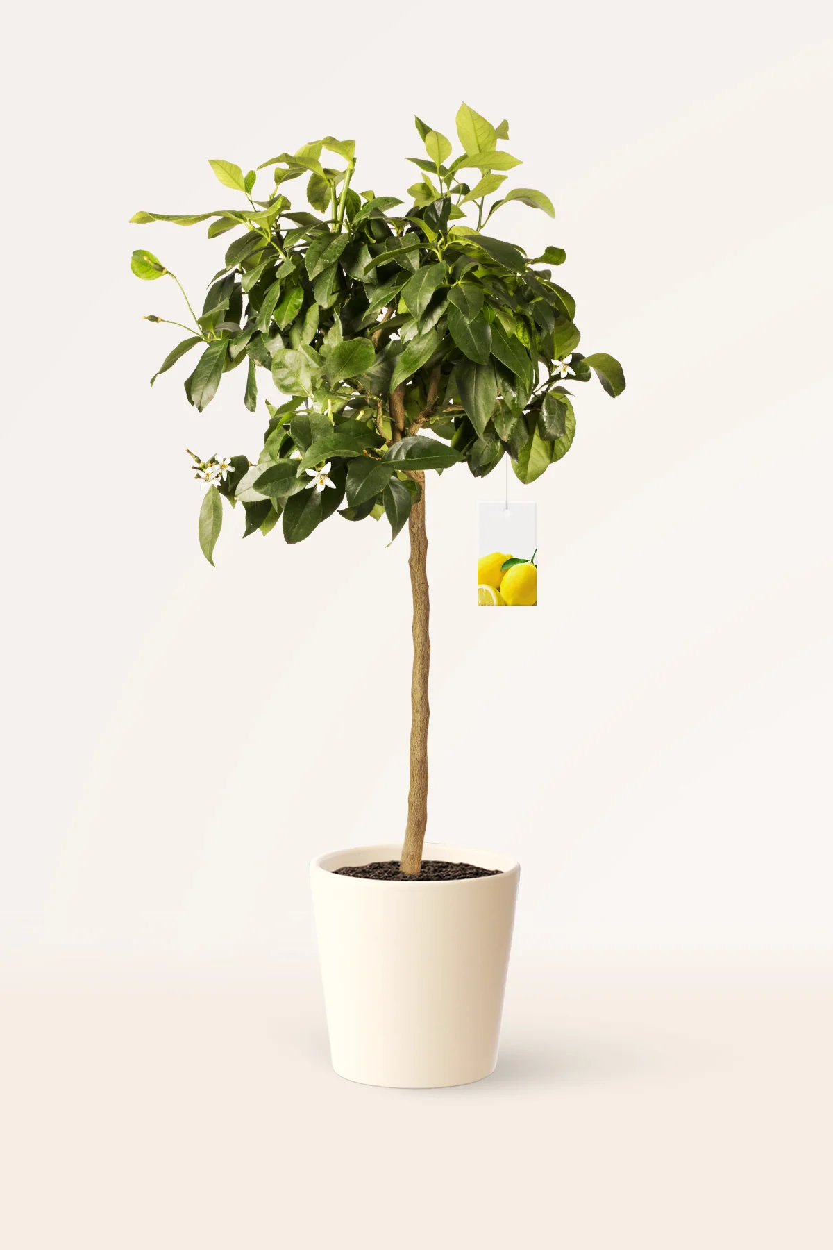 Image of Limonero