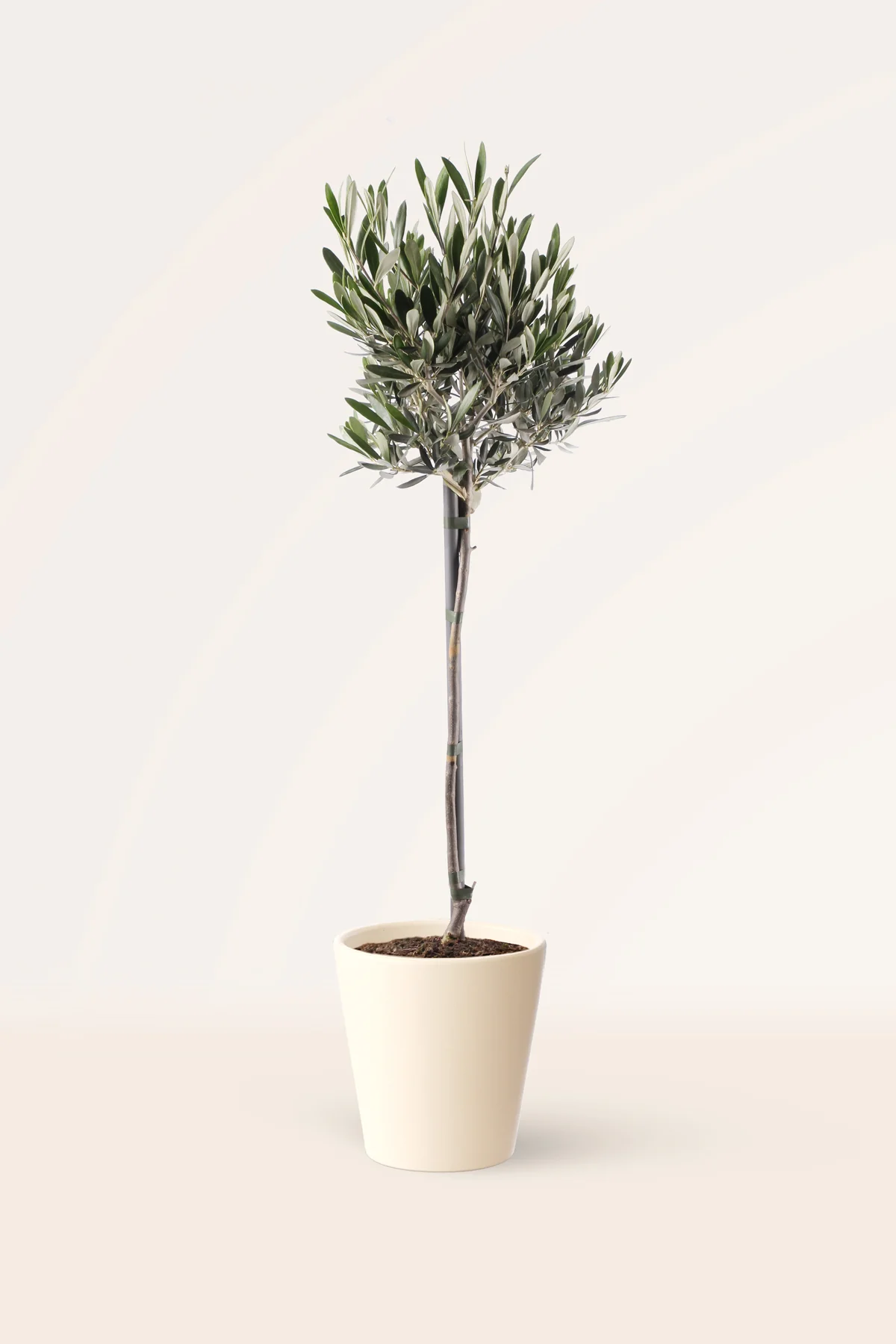 Image of Olivo