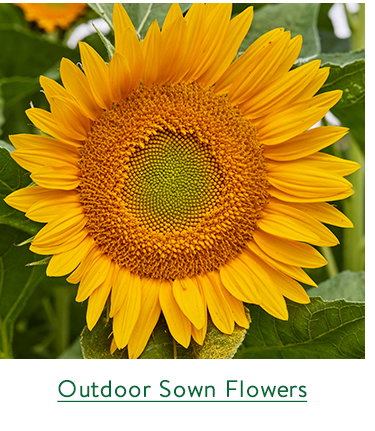 Direct Sown Fowers