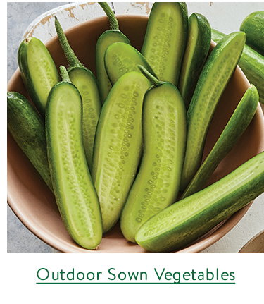 Direct Sow Vegetable Seeds