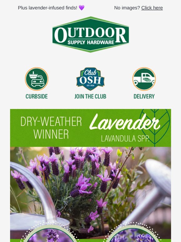 💜  Lovely lavender is our plant of the month