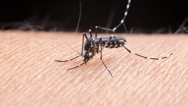 Voici 3 innovations pour lutter efficacement contre les moustiques sans pesticide