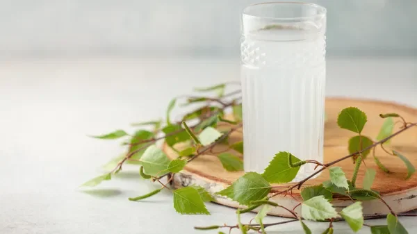 La sève de bouleau est-elle efficace pour rester en bonne santé?