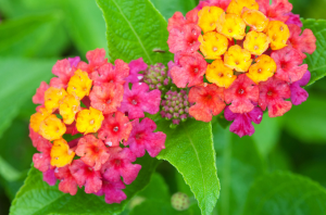 These gorgeous plants repel mosquitoes and aphids—plus 10 other ways to enjoy a bite-free season