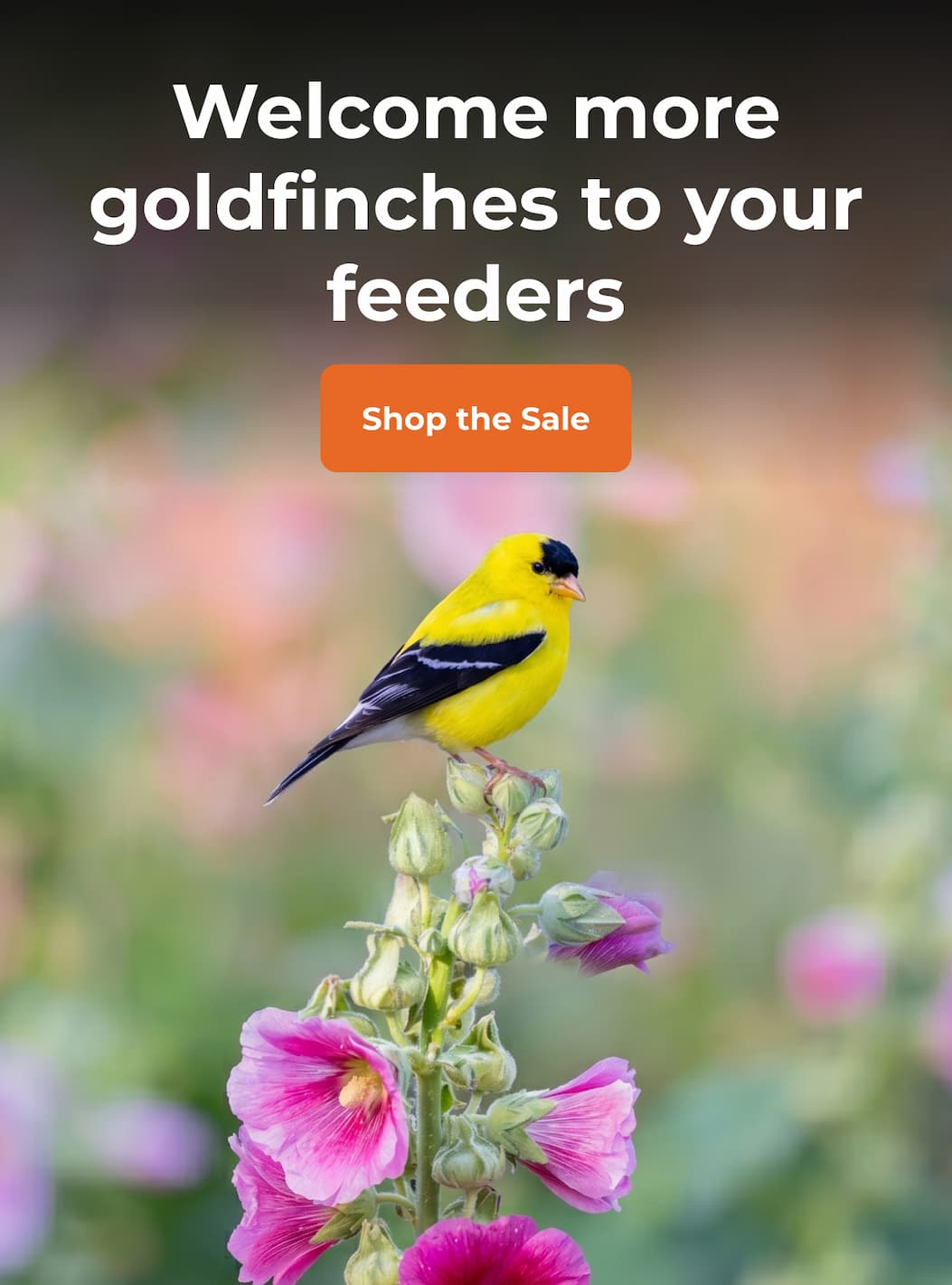 Welcome more goldfinches to your feeders