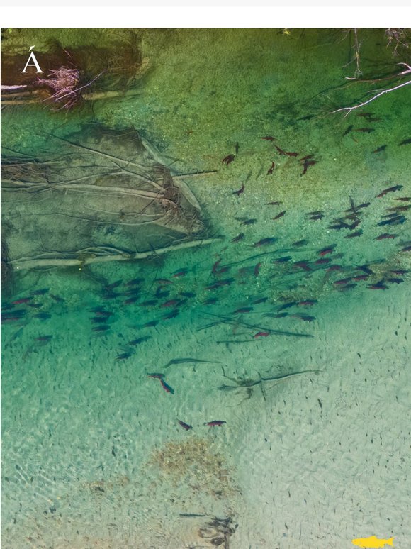 Salmon Hats for Wild Salmon Day