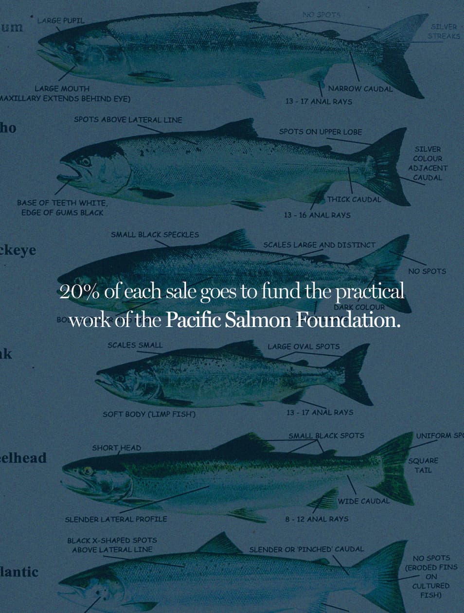20% of each sale goes to Pacific Salmon Foundation