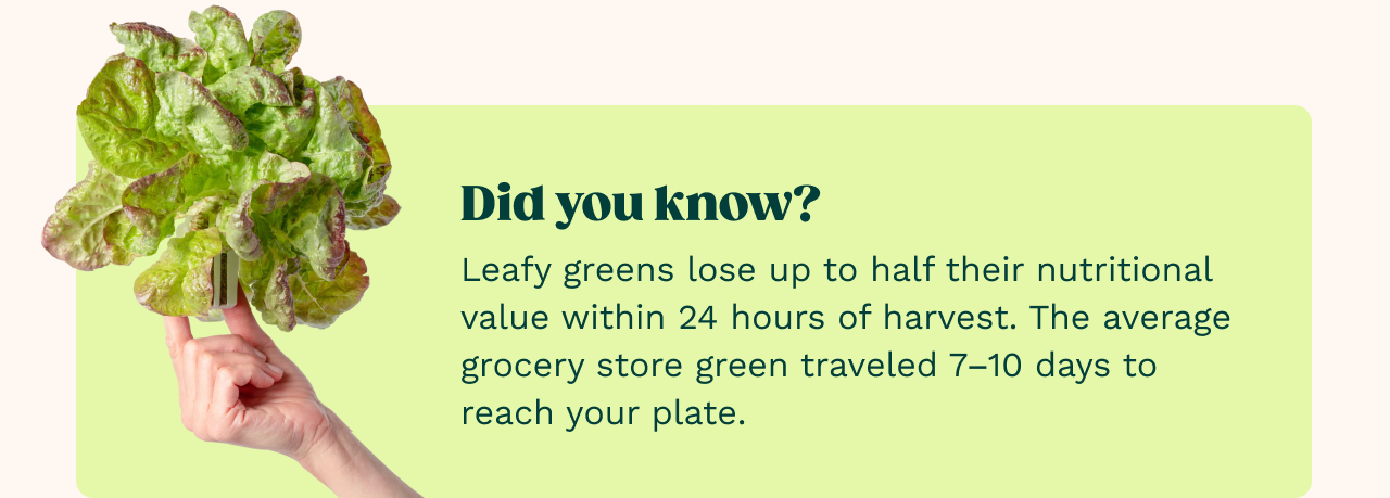 Did you know? Leafy greens lose up to half their nutritional value within 24 hours of harvest. The average grocery store green traveled 7–10 days to reach your plate.