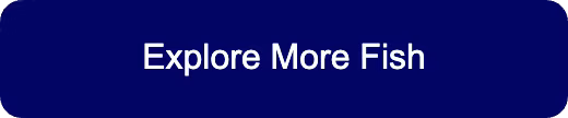Explore More Fish button