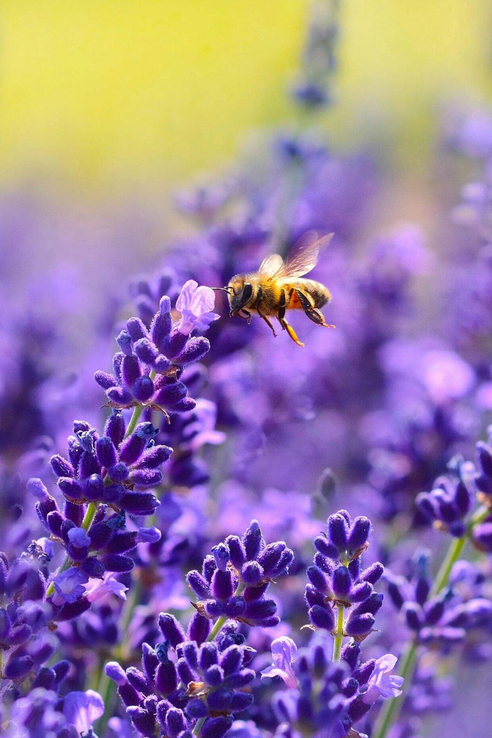 Bee:Wild x PANGAIA