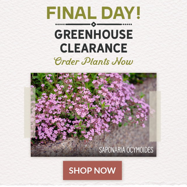 Final day to order plants for spring delivery