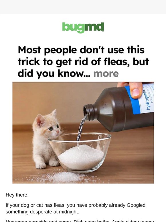 Fleas Are Coming Back… Are You Ready?