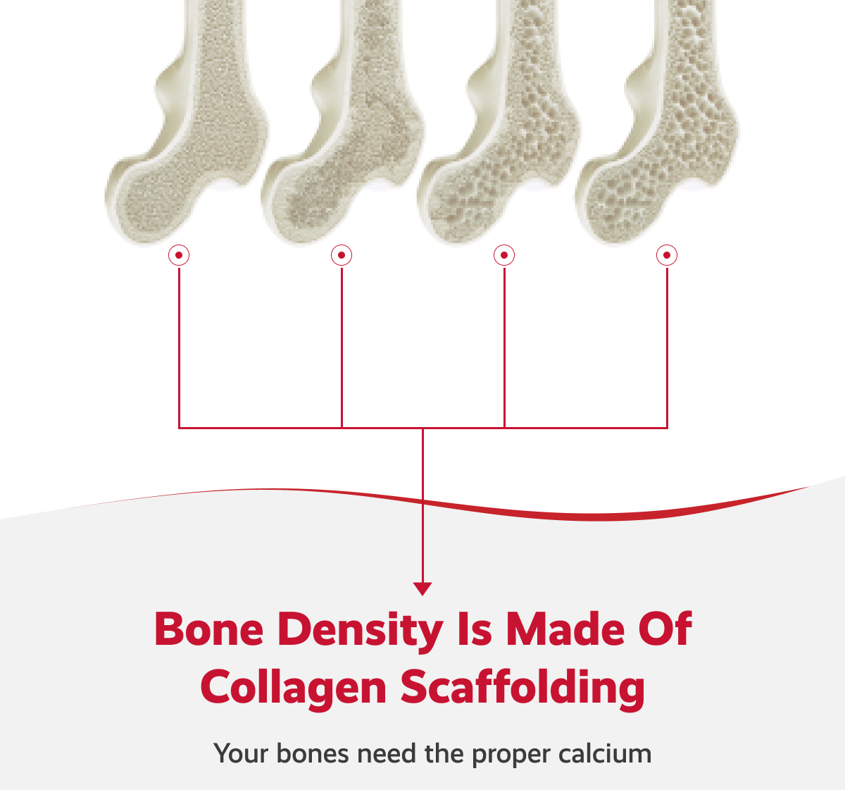 Bone density Is made of collagen scaffolding | Your bones need the proper calcium