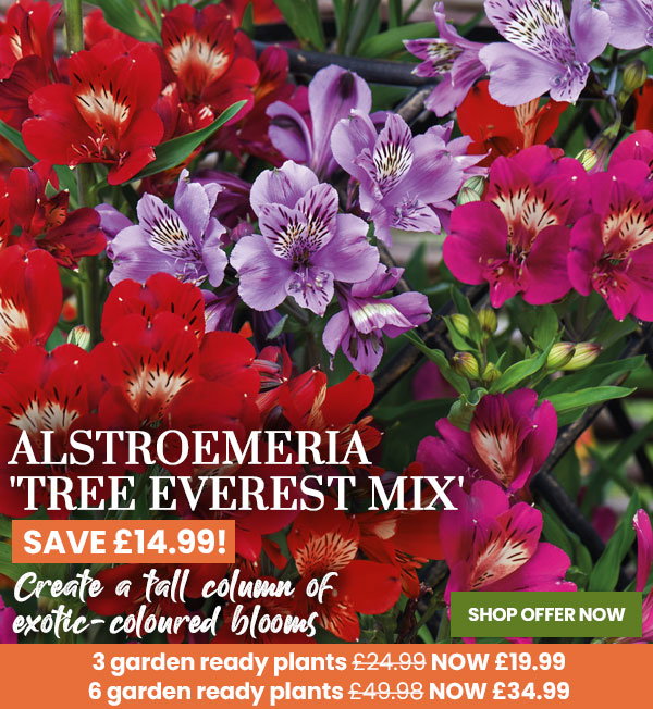 Alstroemeria 'Tree Everest Mix'