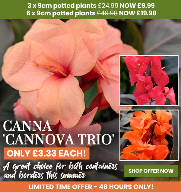 Canna 'Cannova Trio'