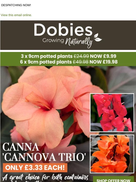 3 Potted Canna Lilies ONLY £3.33 each! LIMITED STOCKS!