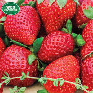 Wendy Junebearing Strawberry Plant