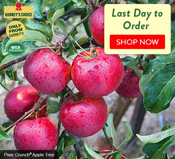 Last Day to Order Spring plants 