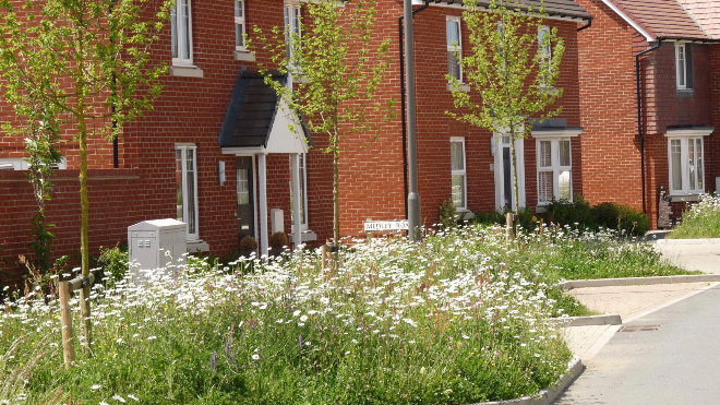Wildflower verge in new housing development.