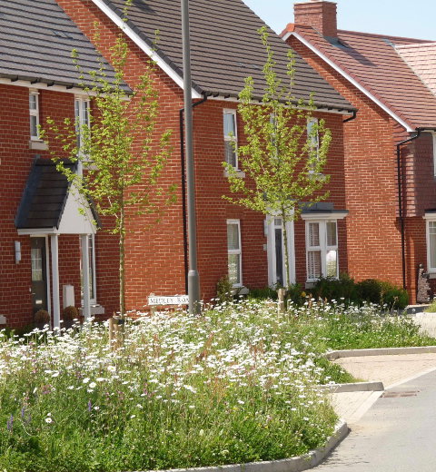 Wildflower verge in new housing development.