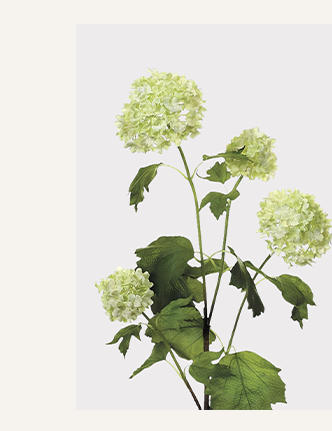 Green Cream Artificial Snowball Flowers - 24