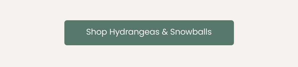 Shop Hydrangeas & Snowballs