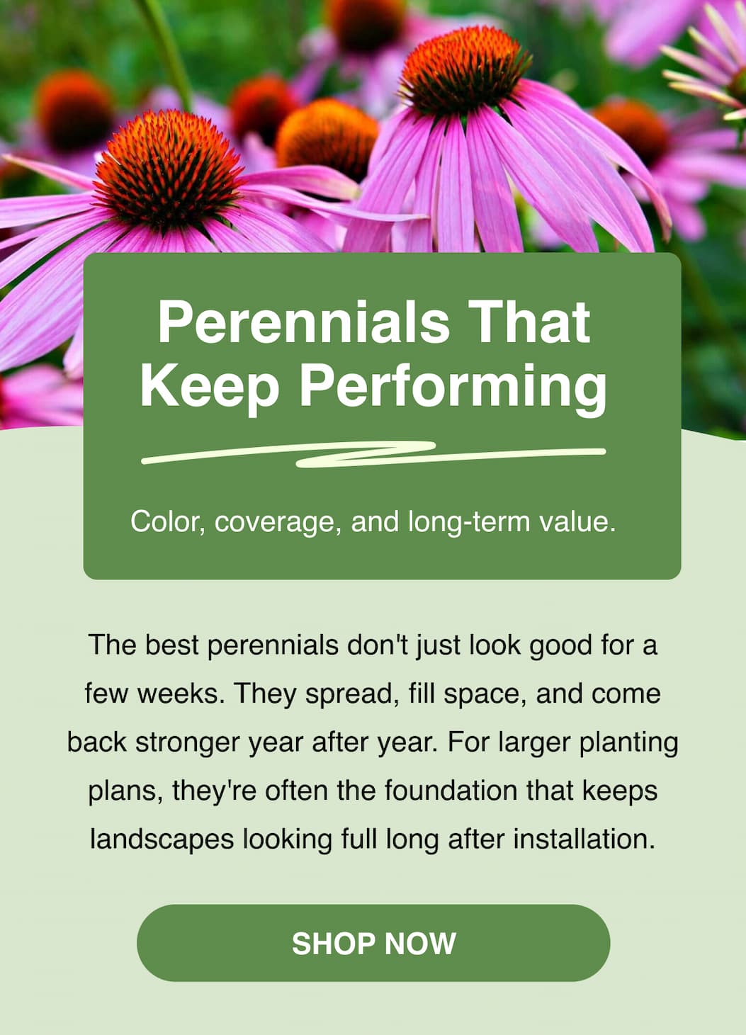 Top Bulk Perennials