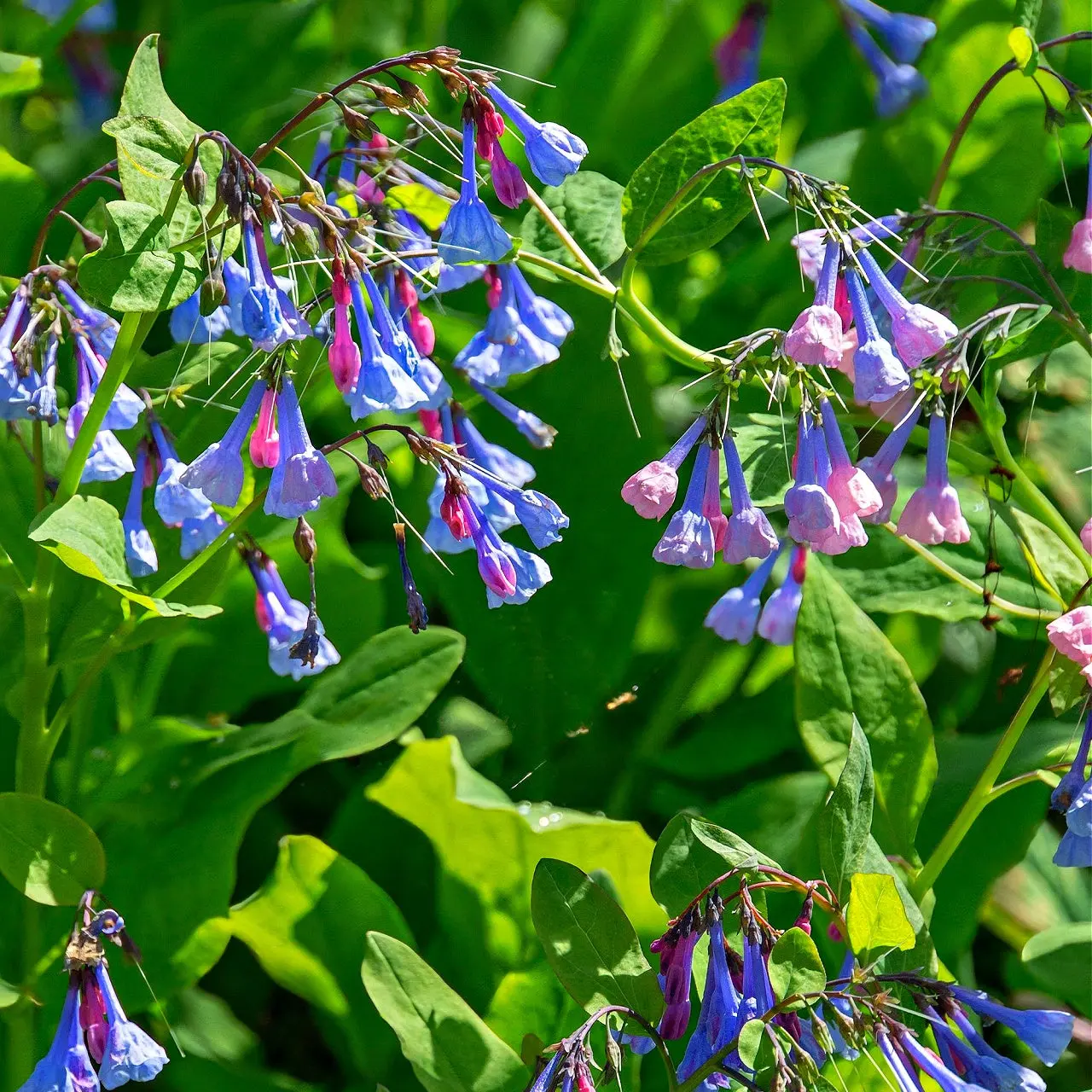Image of Virginia Bluebells