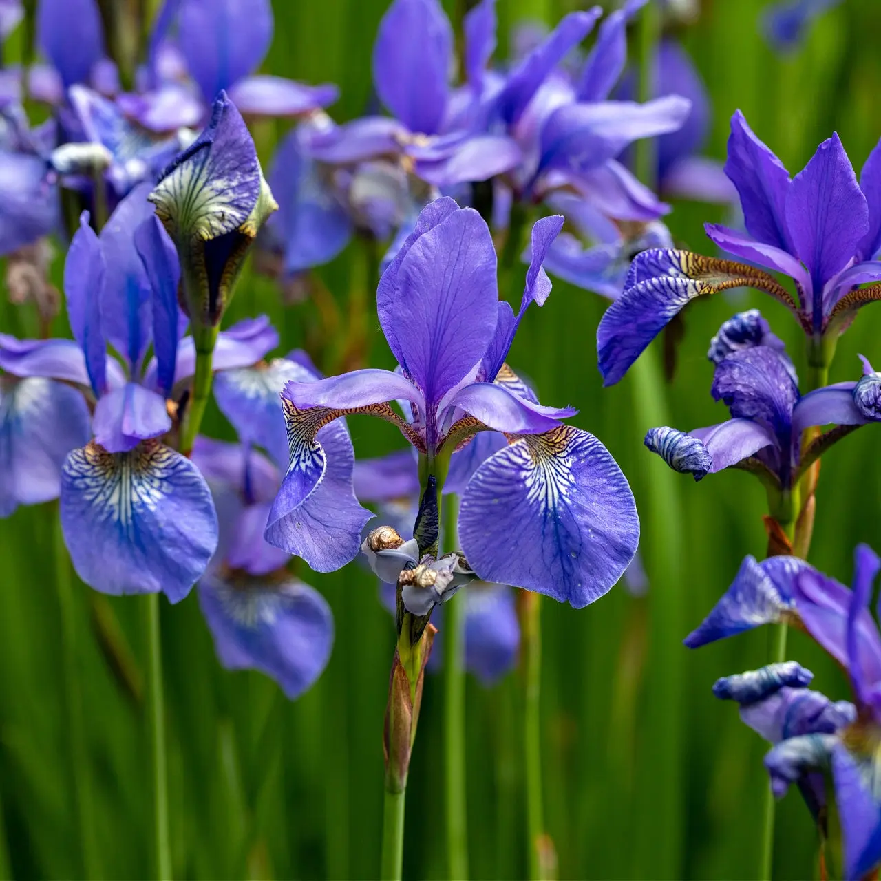 Image of Blue Flag Iris