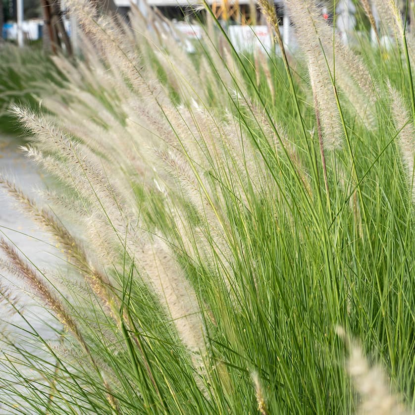Grasses: Up to 65% off