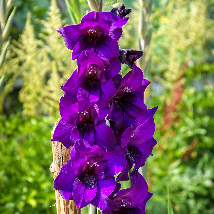 Gladiolus 66% off