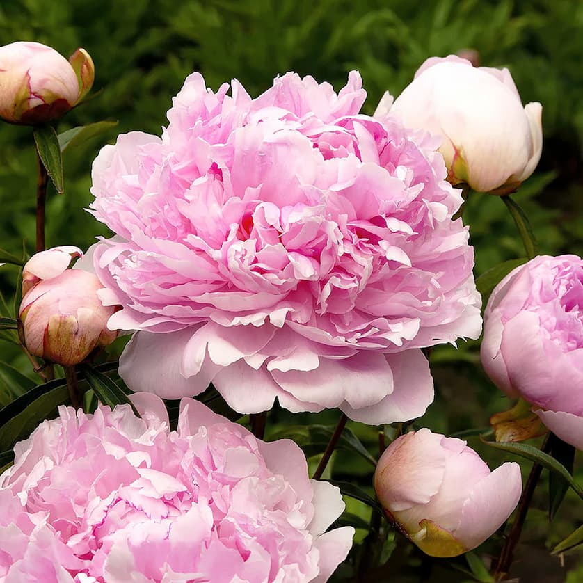 Peonies: Up to 81% off