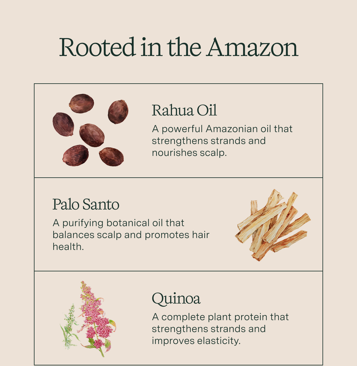 Rooted in the Amazon