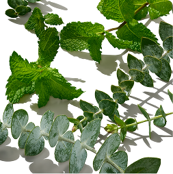 https://www.nativecos.com/collections/shop-scent-eucalyptus-mint