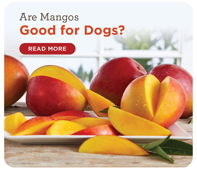 Are Mangos Good for Dogs?
