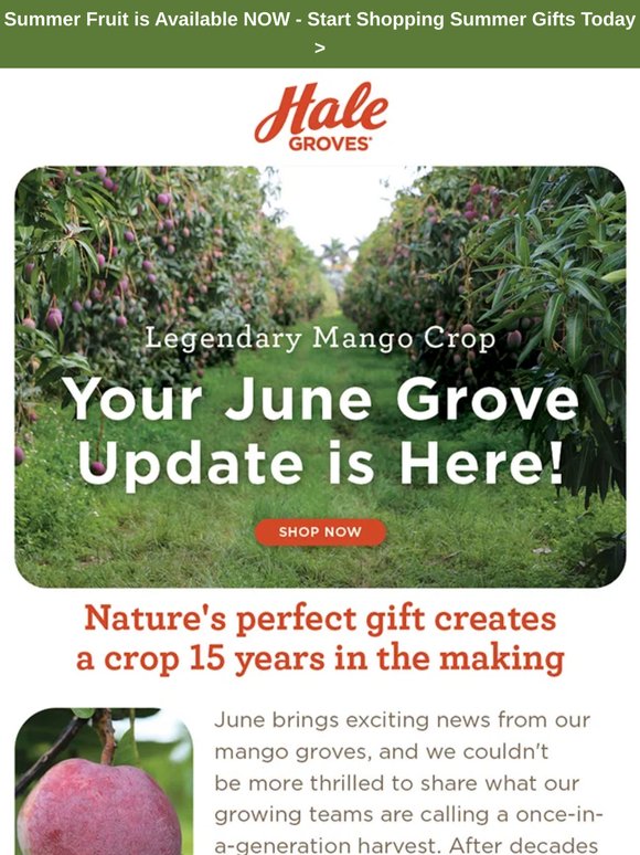 June Grove Update: Legendary Mango Crop