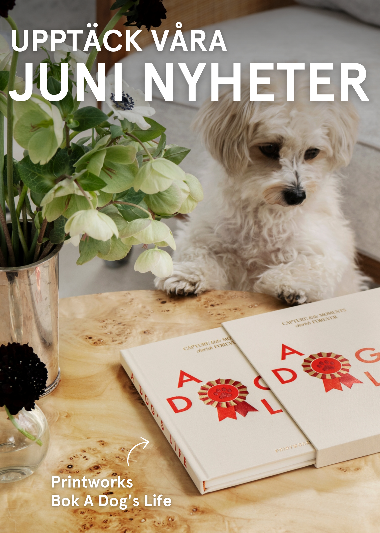 nyheter