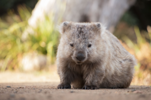 Tasmania. Image links to tour