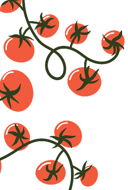 Illustration of tomatoes growing on a vine.
