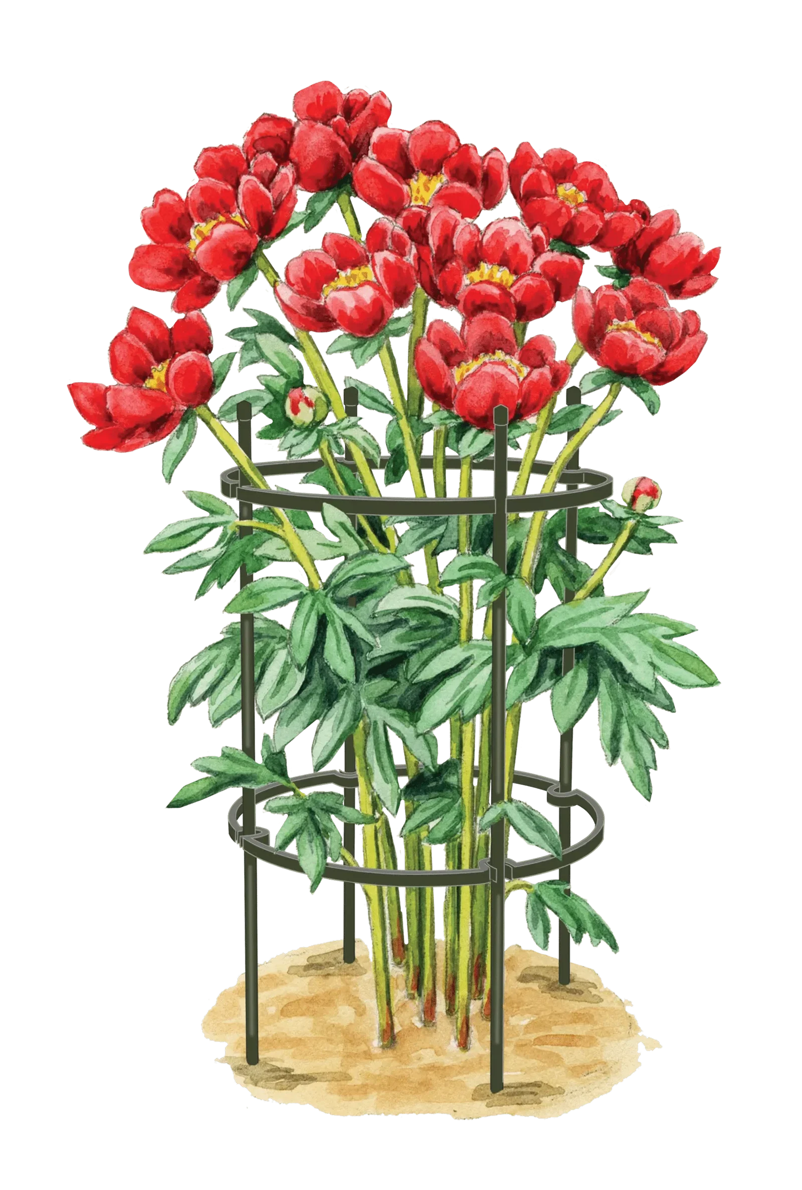 Image of Titan Peony Supports, Medium, Set of 2