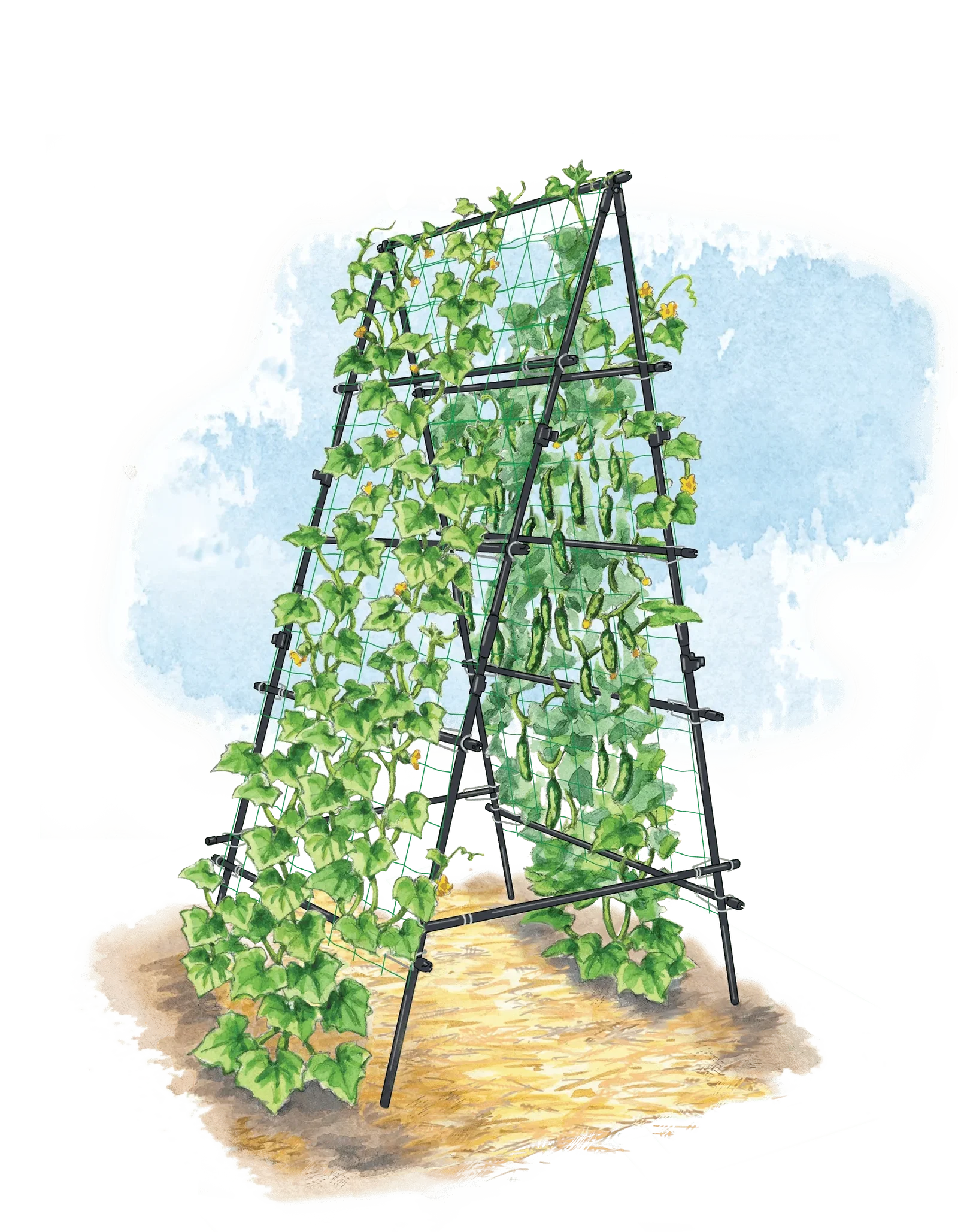 Image of Titan™ A-Frame Trellis