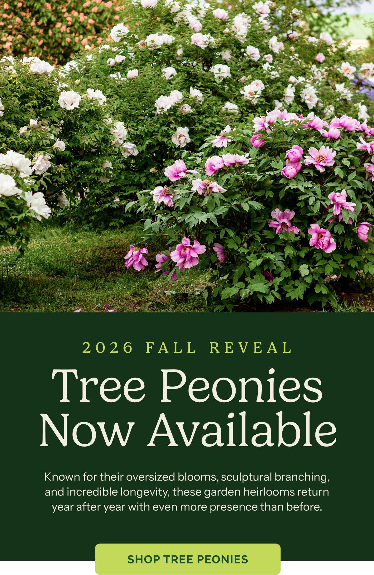 2026 Fall Reveal TREE PEONIES NOW AVAILABLE – Known for their oversized blooms, sculptural branching, and incredible longevity, these garden heirlooms return year after year with even more presence than before.