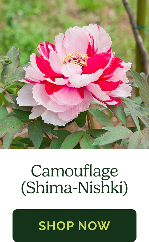 Camouflage (Shima-Nishki)