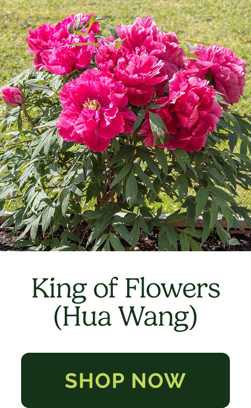King of Flowers (Hua Wang)