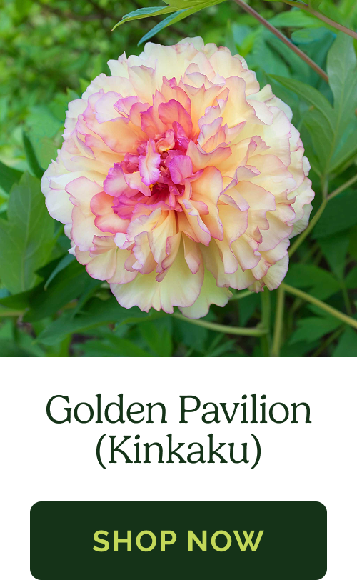 Golden Pavilion (Kinkaku)