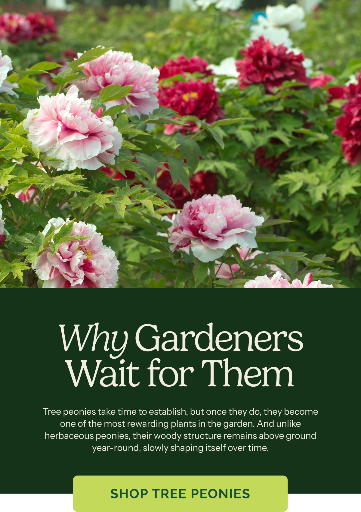 Why Gardeners Wait for Them – Tree peonies take time to establish, but once they do, they become one of the most rewarding plants in the garden. And unlike herbaceous peonies, their woody structure remains above ground year-round, slowly shaping itself over time. SHOP TREE PEONIES