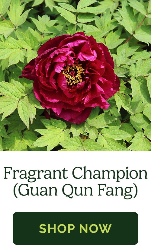 Fragrant Champion (Guan Qun Fang)