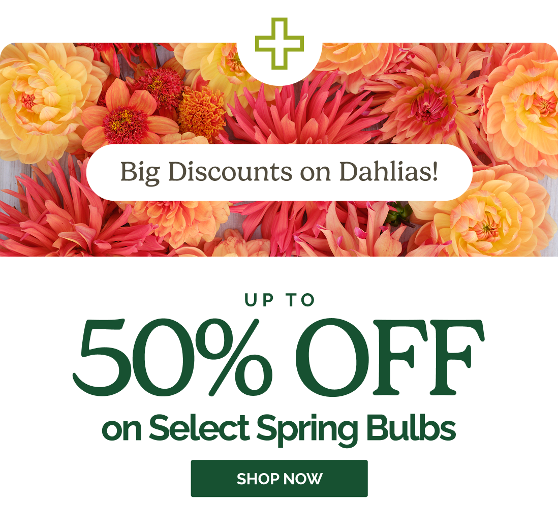 Big Discounts on Dahlias! Up to 50% OFF on Select Spring Bulbs SHOP NOW